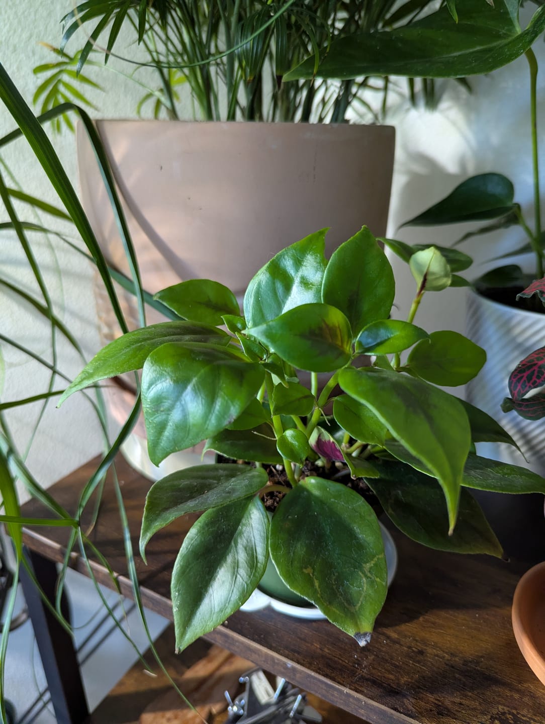 Customer photo review of Goldfish Nematanthus 'Champagne Jam'