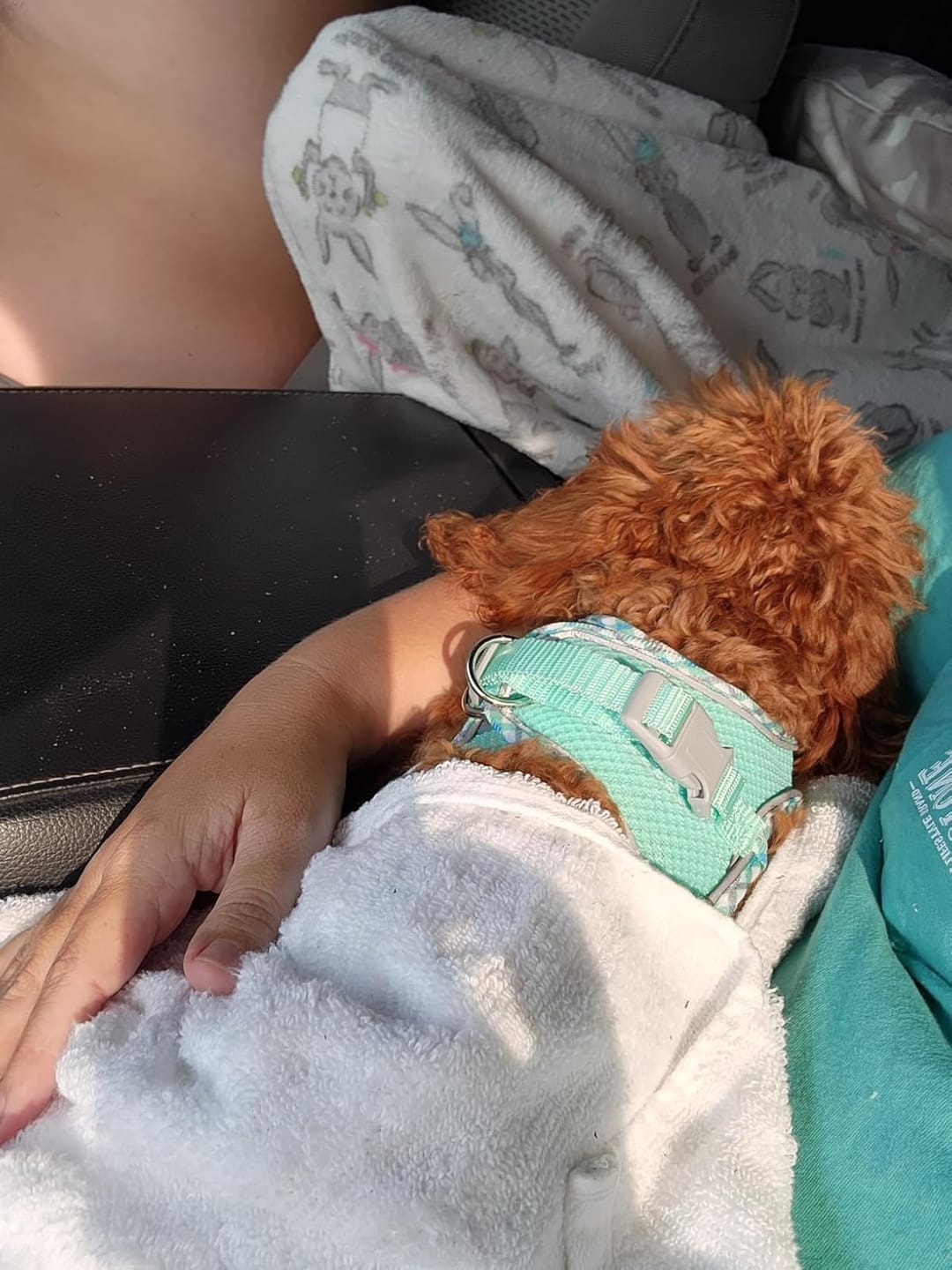 Customer photo review of FloatPaw™ Life Jacket
