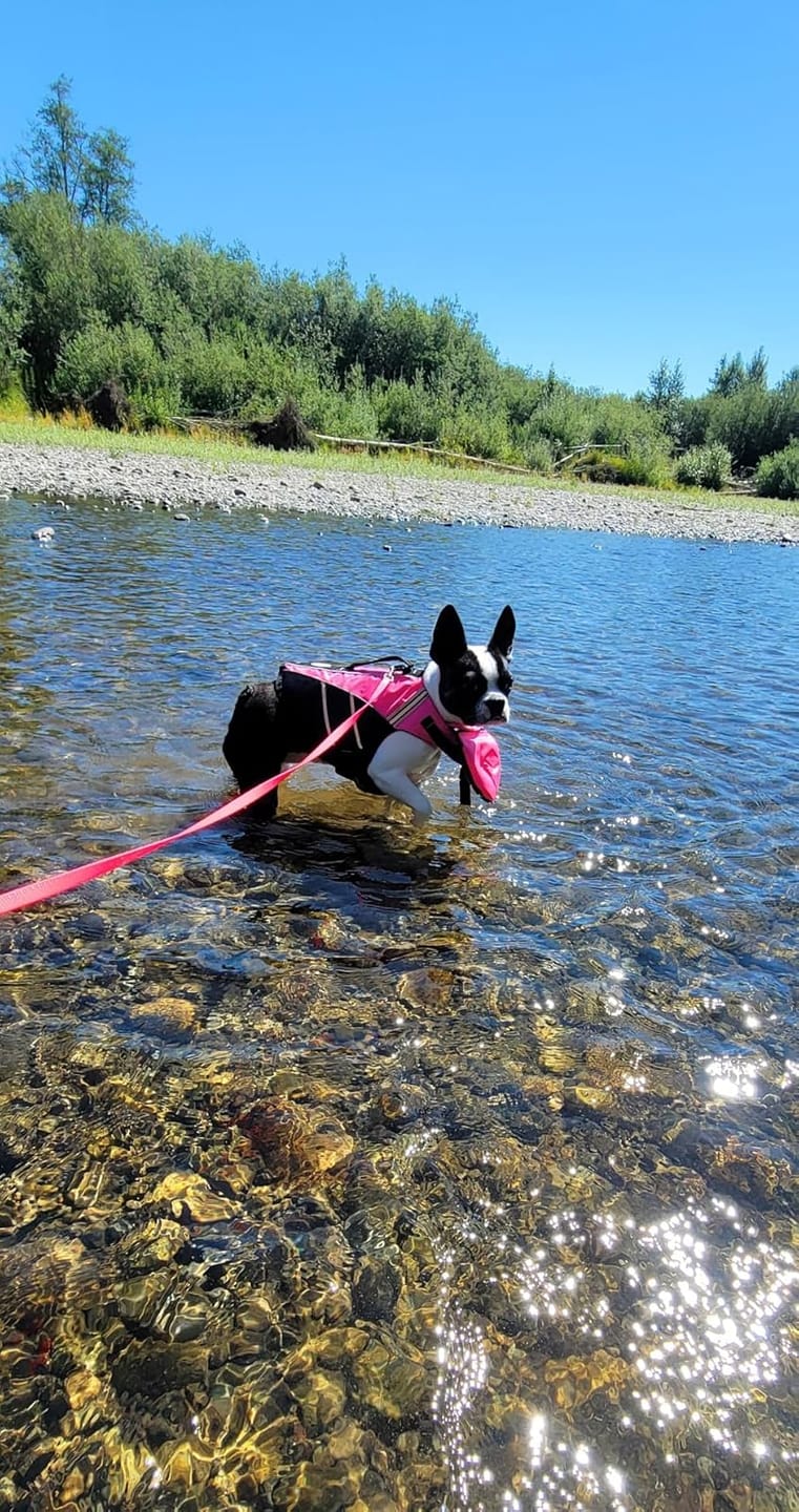 Customer photo review of FloatPaw™ Life Jacket