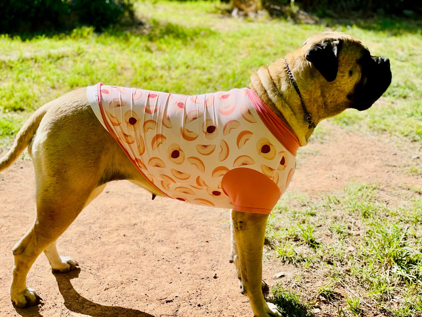Customer photo review of Essential Dog Hoodie - Crimson Red