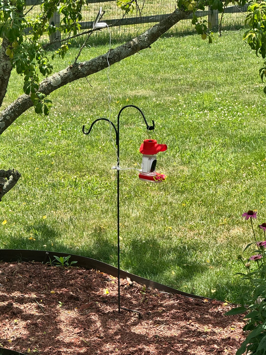 Customer photo review of Smart Solar Hummingbird Feeder with HD Camera