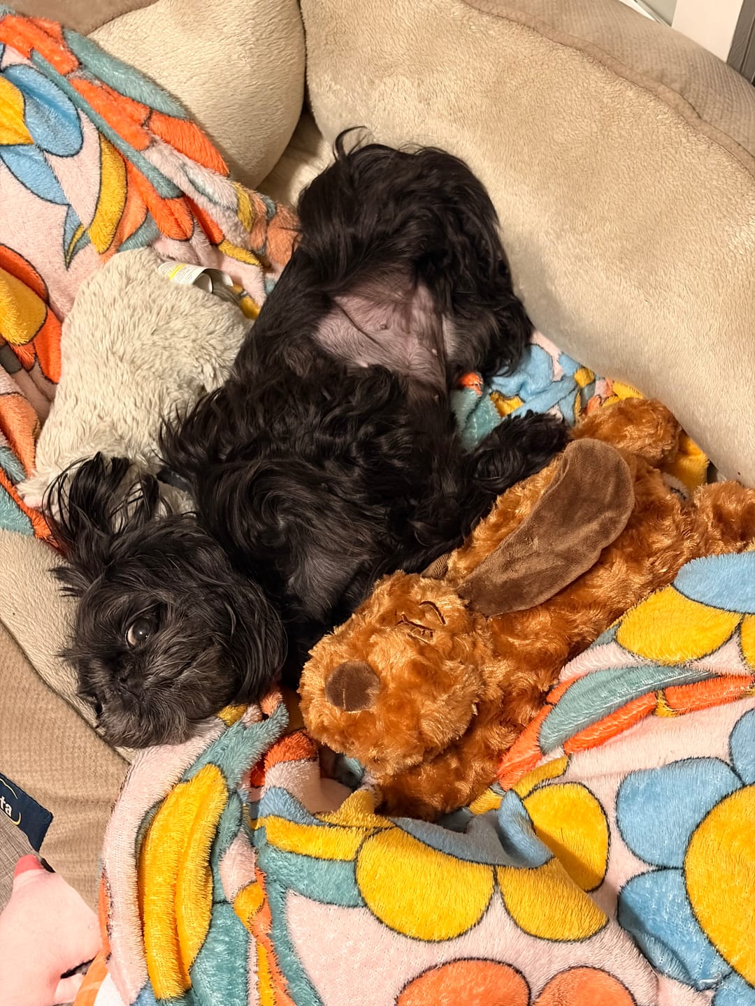 Customer photo review of Little Calming Buddy | New Puppy Kit