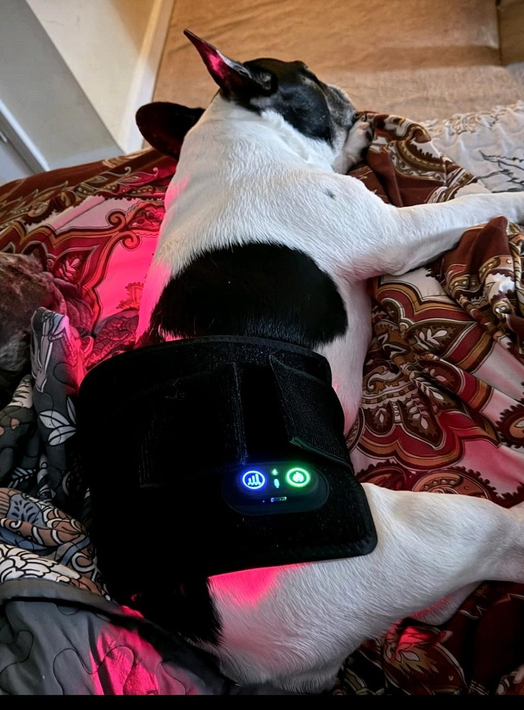 Customer photo review of RedPaw Red Light Therapy