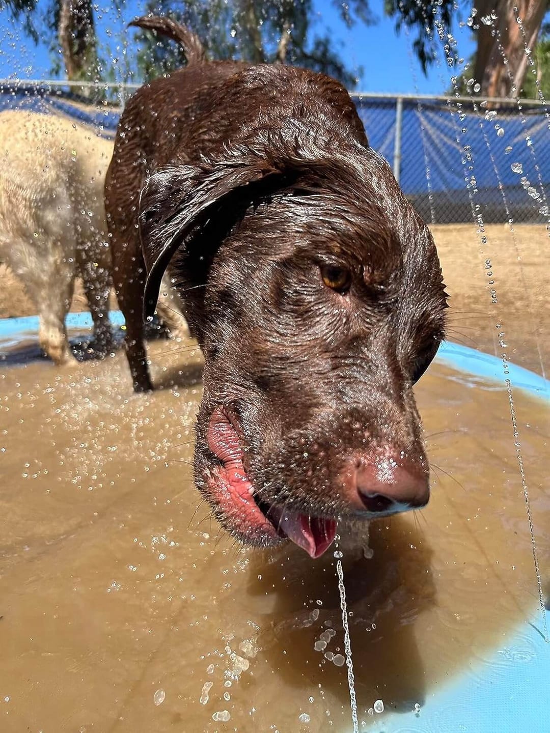 Customer photo review of AquaPlay Cooling Mat – Rafraîchissez votre chien et transformez son été