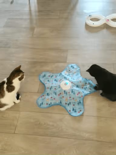 Customer photo review of PEEKY TAIL 2.0