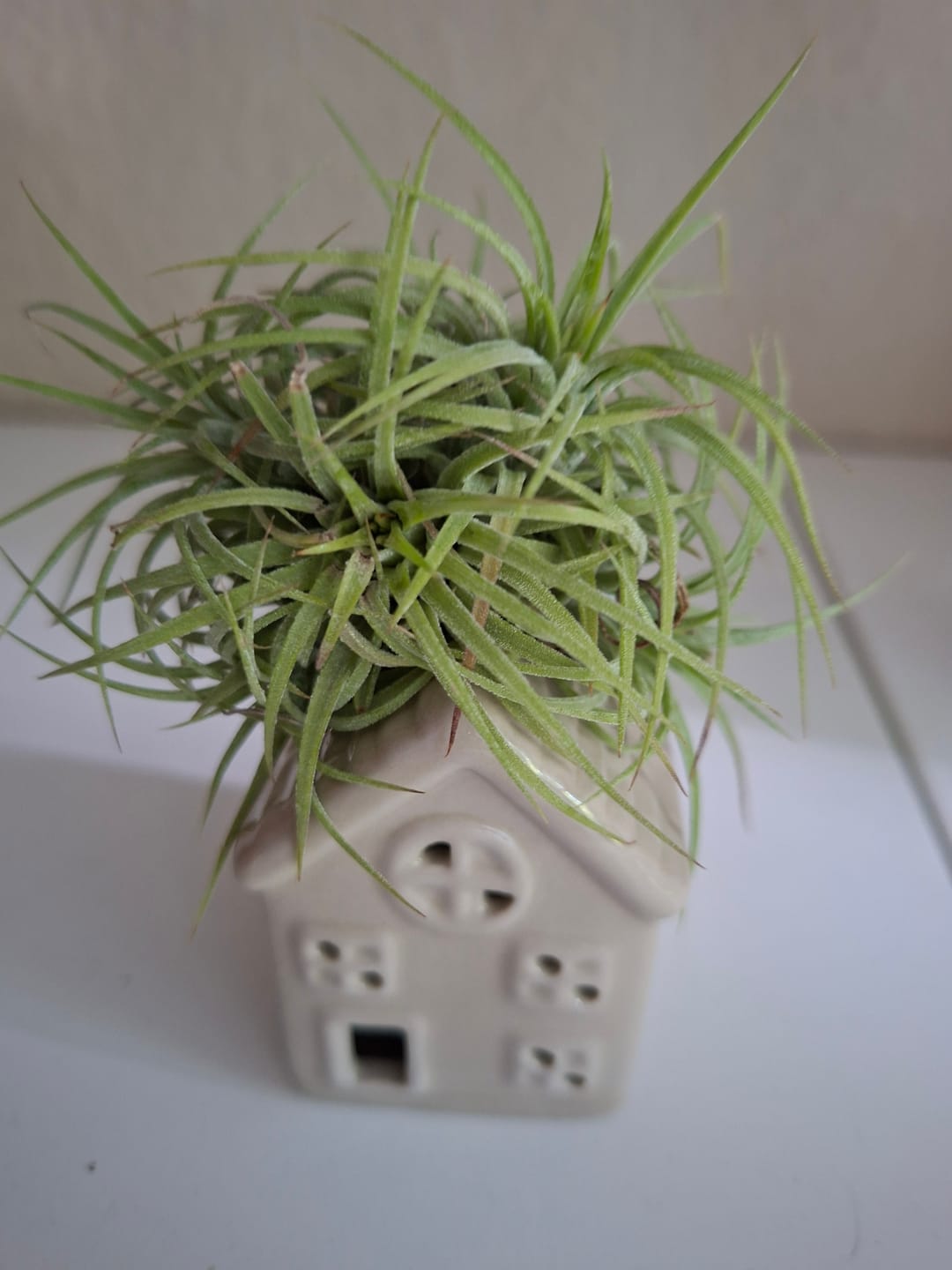 Customer photo review of Tillandsia ionantha 'mexico' - PULK
