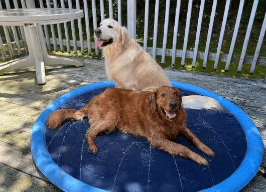 Customer photo review of AquaPlay Cooling Mat – Rafraîchissez votre chien et transformez son été