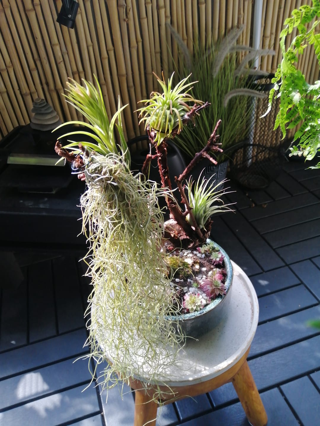 Customer photo review of Tillandsia usneoides - Lousianamoos