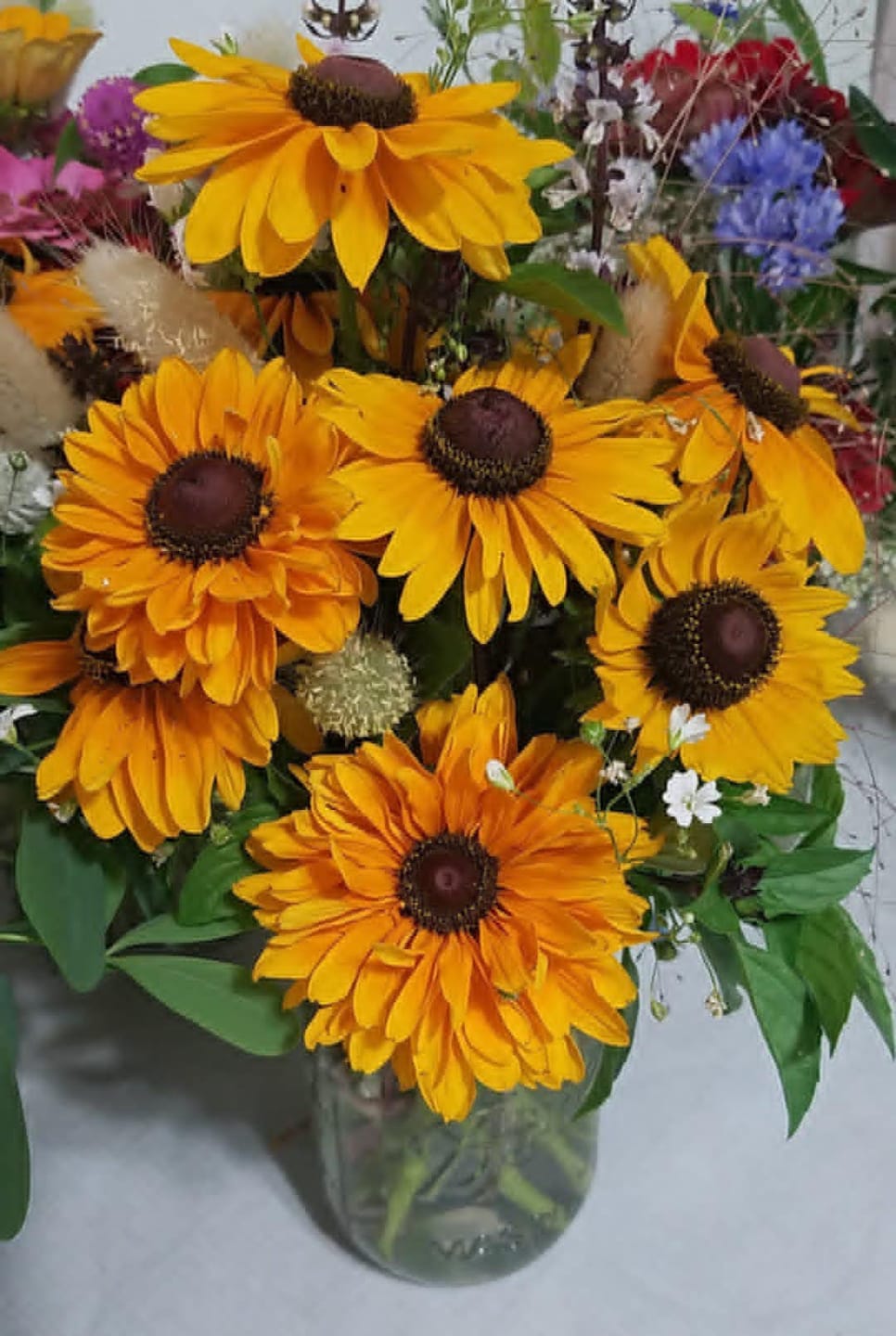 Customer photo review of Black-Eyed Susan, Goldilocks