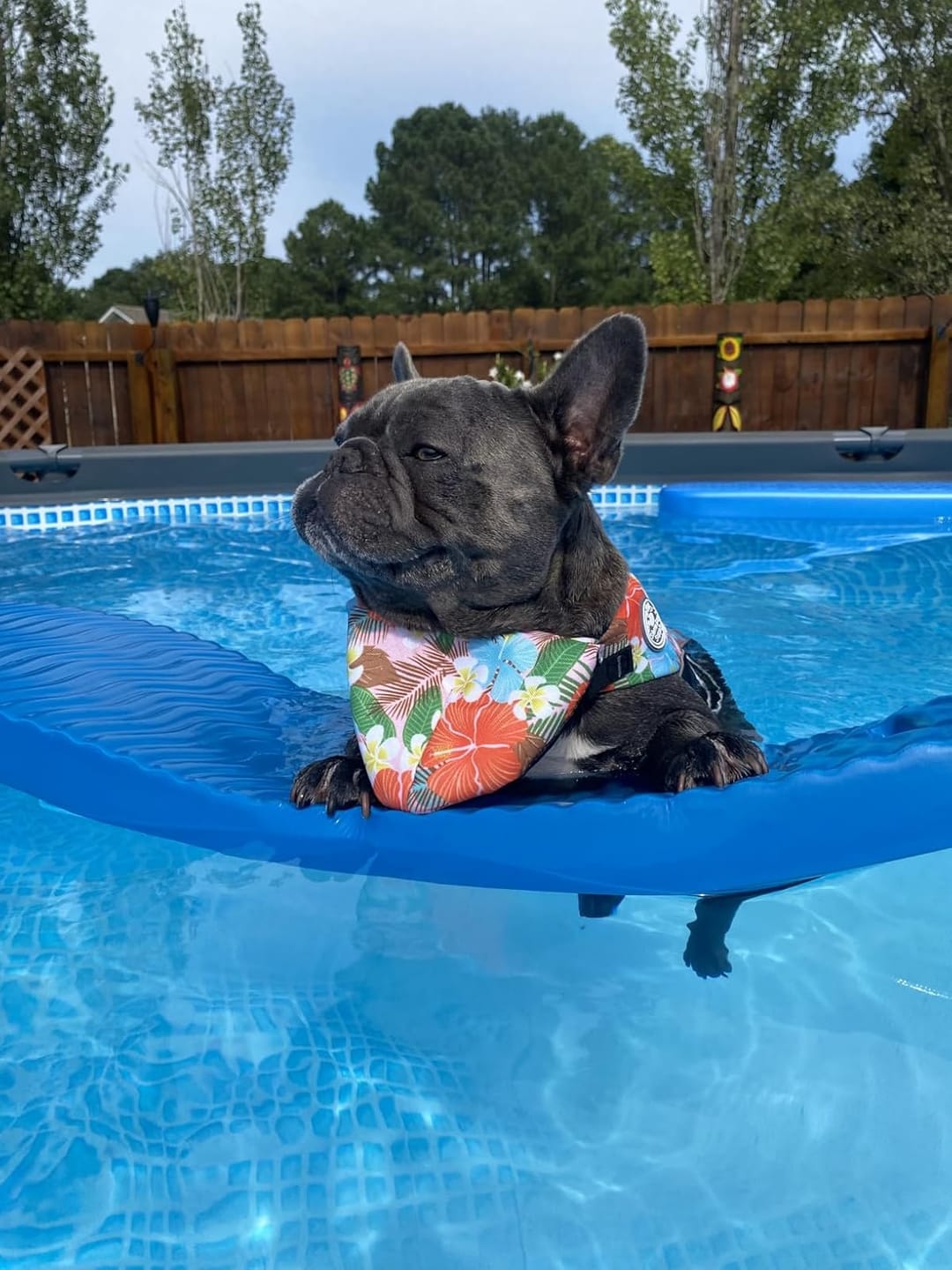 Customer photo review of FloatPaw™ Life Jacket