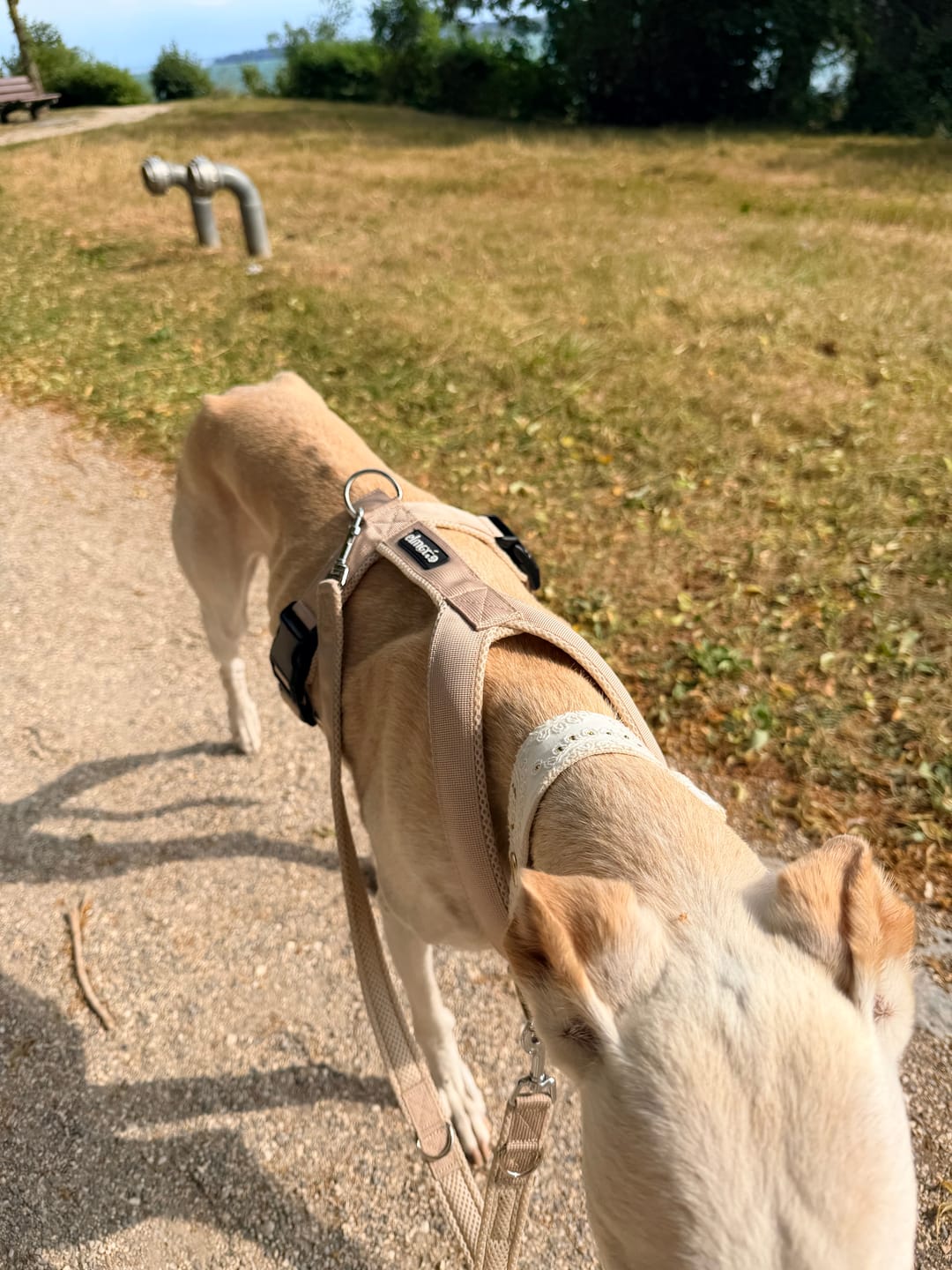 Customer photo review of Führungsleine 2,30m (3-fach verstellbar)