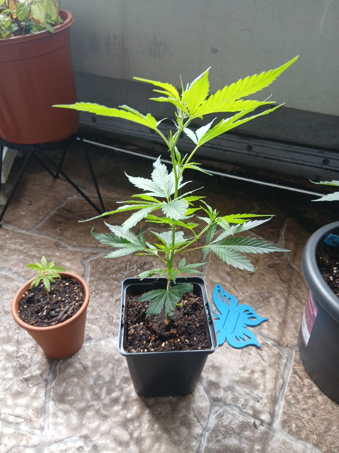 Customer photo review of Hanfstecklinge | Gorilla Zkittlez
