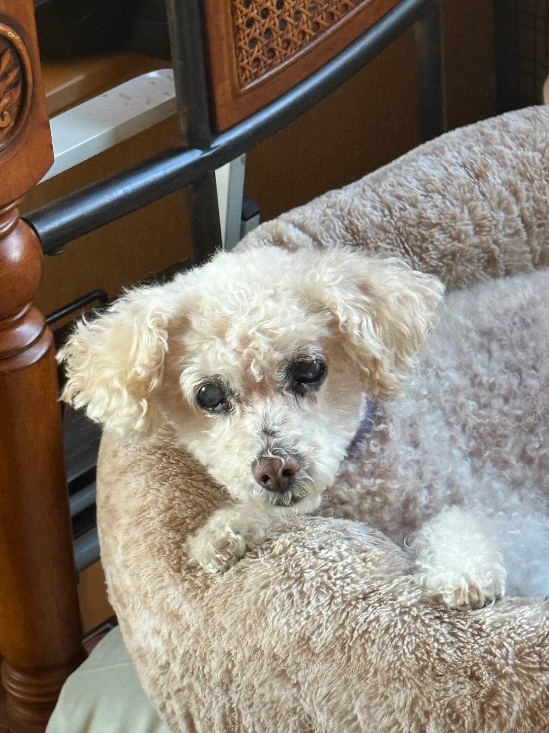 Customer photo review of Wild Alaskan Salmon Oil for Dogs | Omega 3, 6 & 9 | Petsmont Omega Love+