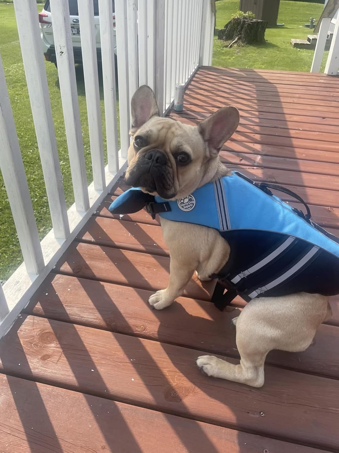 Customer photo review of FloatPaw™ Life Jacket
