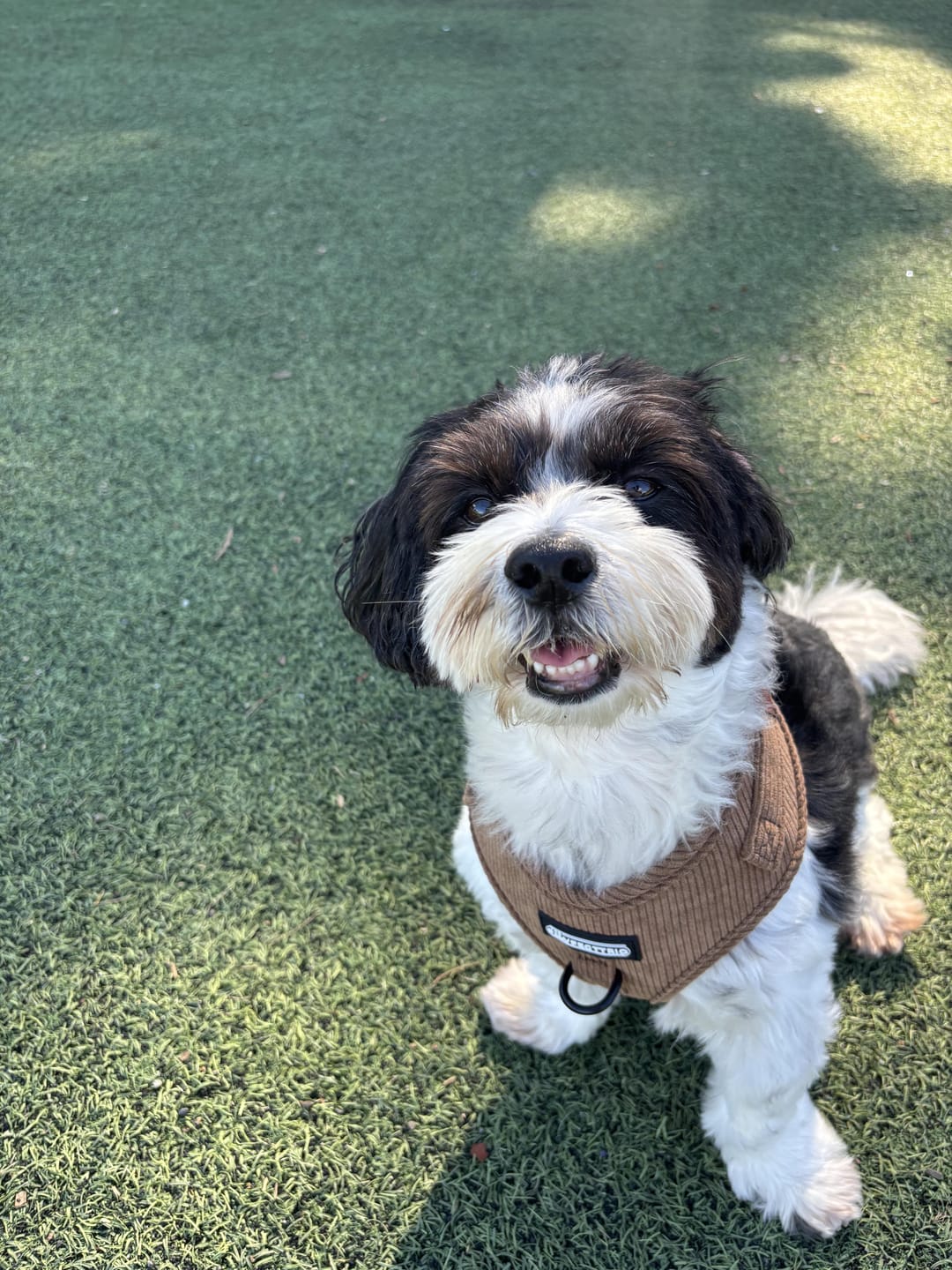 Customer photo review of Corduroy Dog Harness