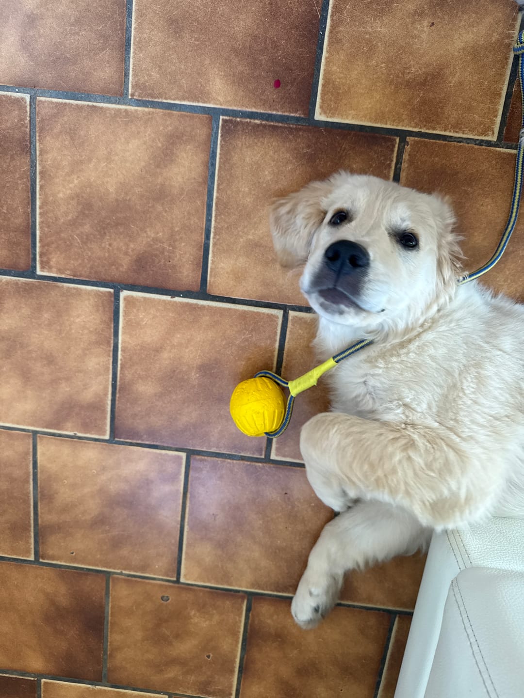 Customer photo review of Balle pour chien flottante – La Sainte Balle