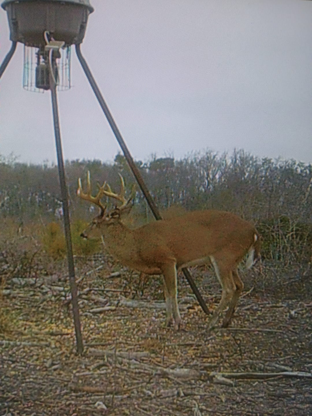 Customer photo review of FLASH SALE VisX/VisMax 270 Degree Ground Blind | See-Through Duck Blind & Portable Pop-Up Deer Blind | Camouflage Hunting Blinds & Best Budget Ground Options
