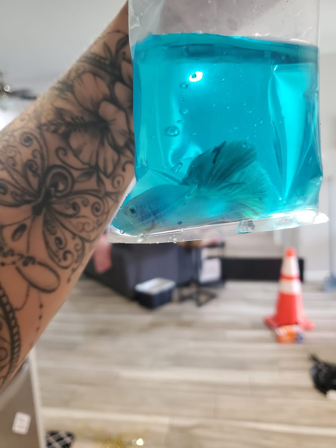 Customer photo review of Pink Sakura Halfmoon Male Betta Fish | Grower Pick