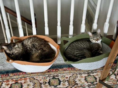 Customer photo review of Instinct Basket | Meet the first research-backed natural territory for indoor cats
