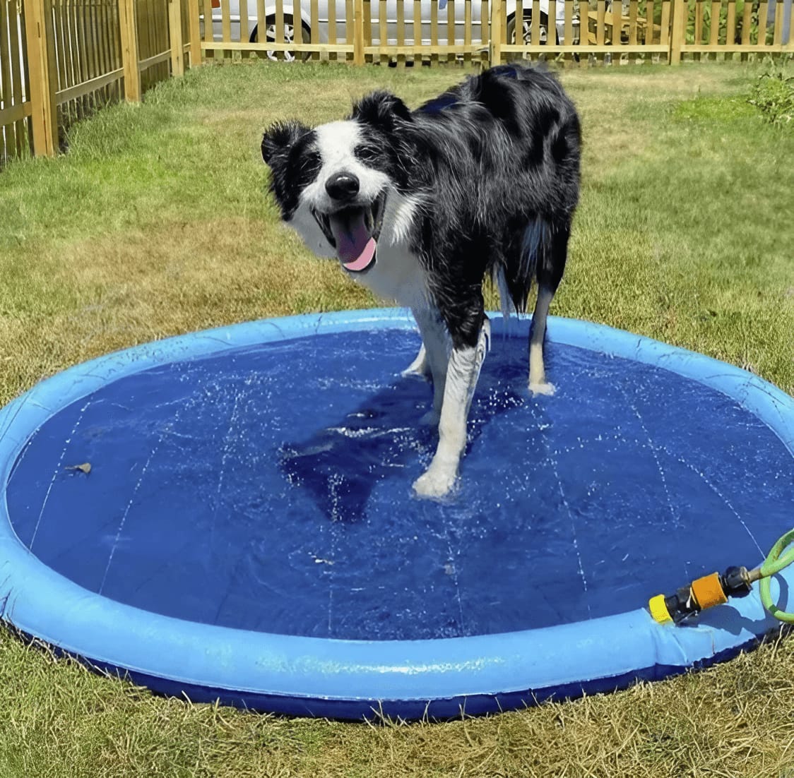 Customer photo review of AquaPlay Cooling Mat – Rafraîchissez votre chien et transformez son été