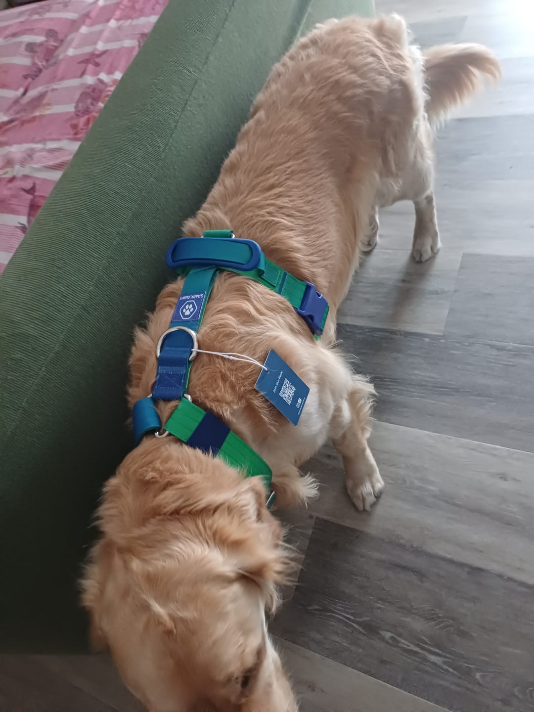 Customer photo review of Comfort Control No-Pull Dog Harness and Multipurpose Leash Set - Lime Wave