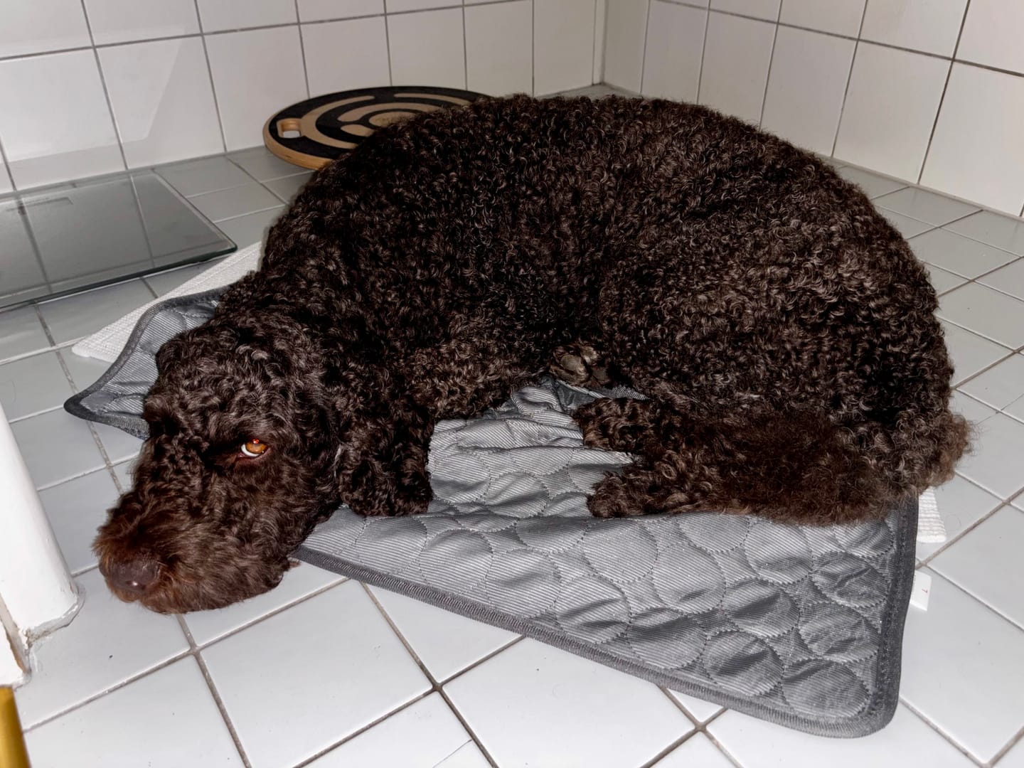Customer photo review of TruePet Kühlmatte für Hunde & Katzen | Selbstkühlend ohne Strom | XS bis 2XL