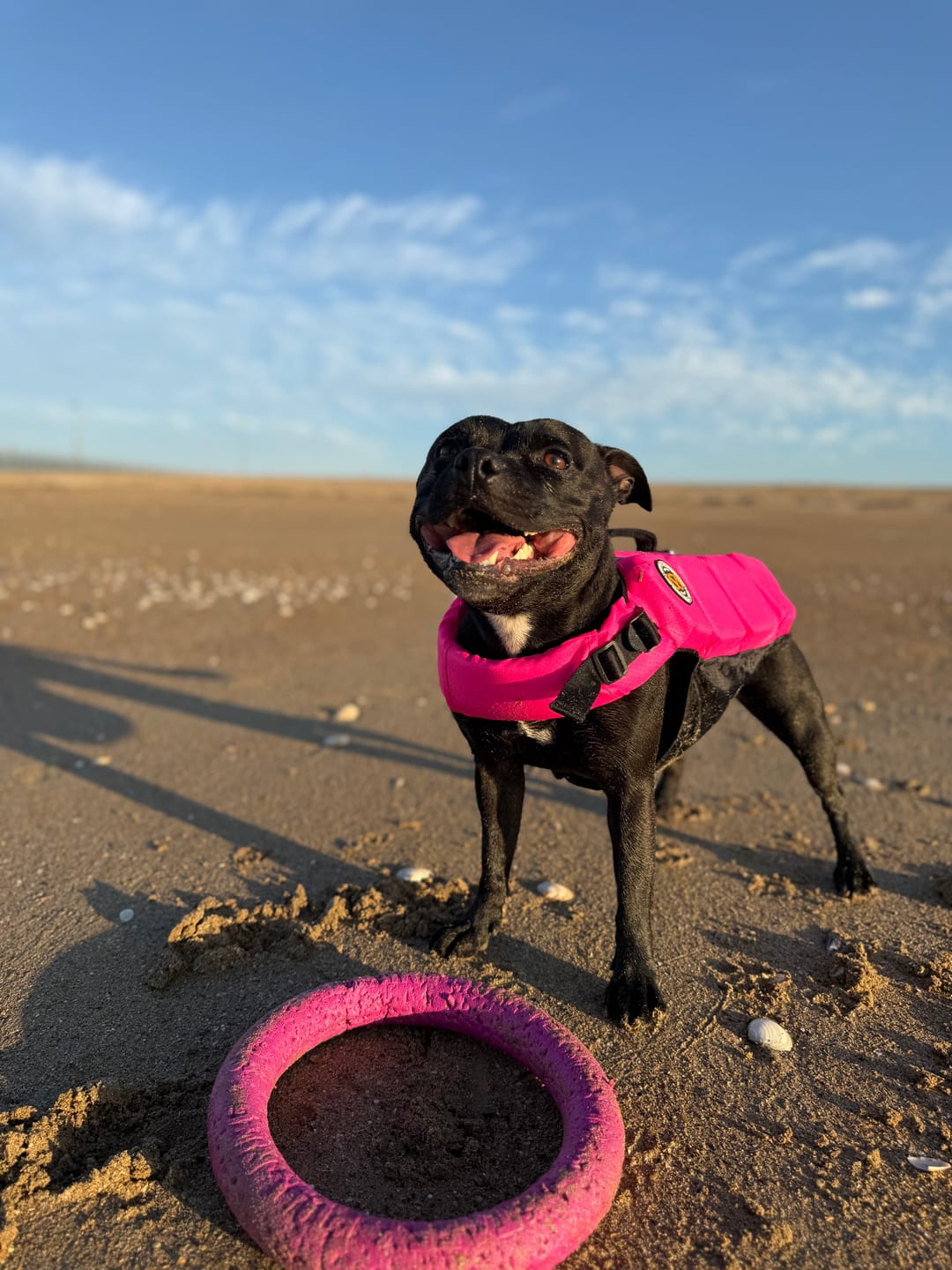 Customer photo review of Staffordshire Bull Terrier 1935® Life Jacket - Neon Pink
