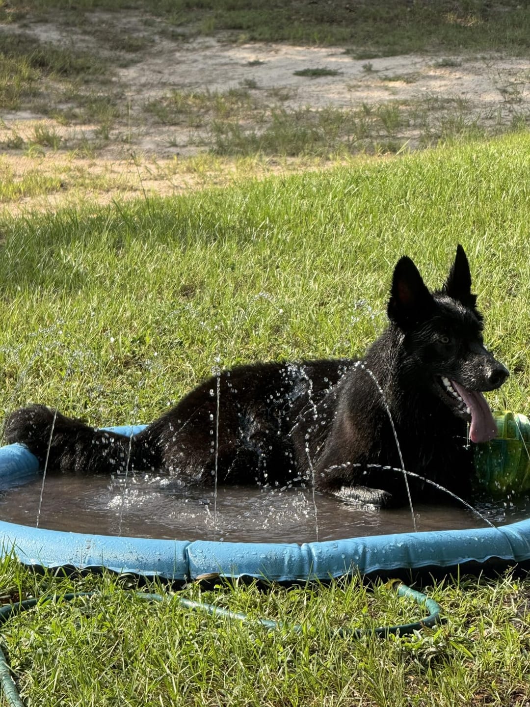 Customer photo review of AquaPlay Cooling Mat – Rafraîchissez votre chien et transformez son été