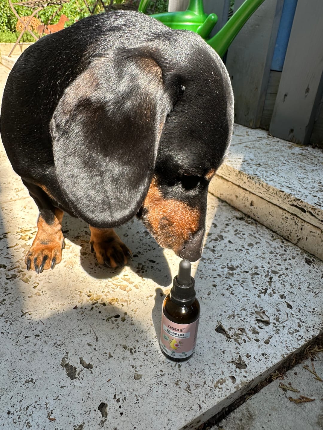 Customer photo review of Zpot-on classic für Hunde gegen Zecken, Flöhe, Milben & Mücken [Jahresvorrat]