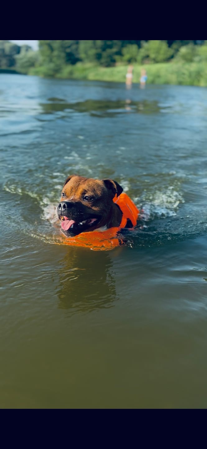 Customer photo review of Staffordshire Bull Terrier 1935® Life Jacket - Neon Pink