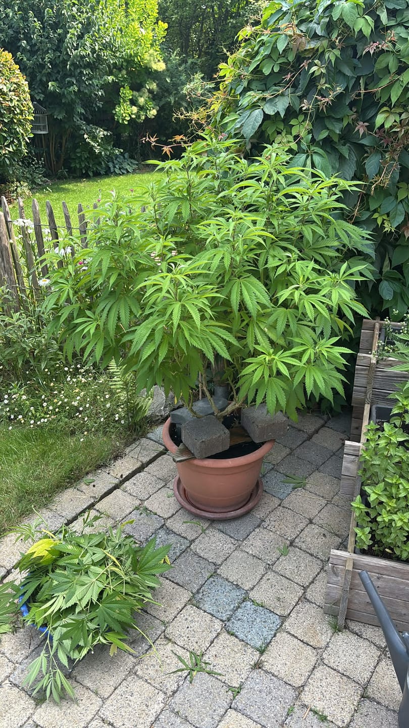 Customer photo review of Hanfstecklinge | Gorilla Zkittlez