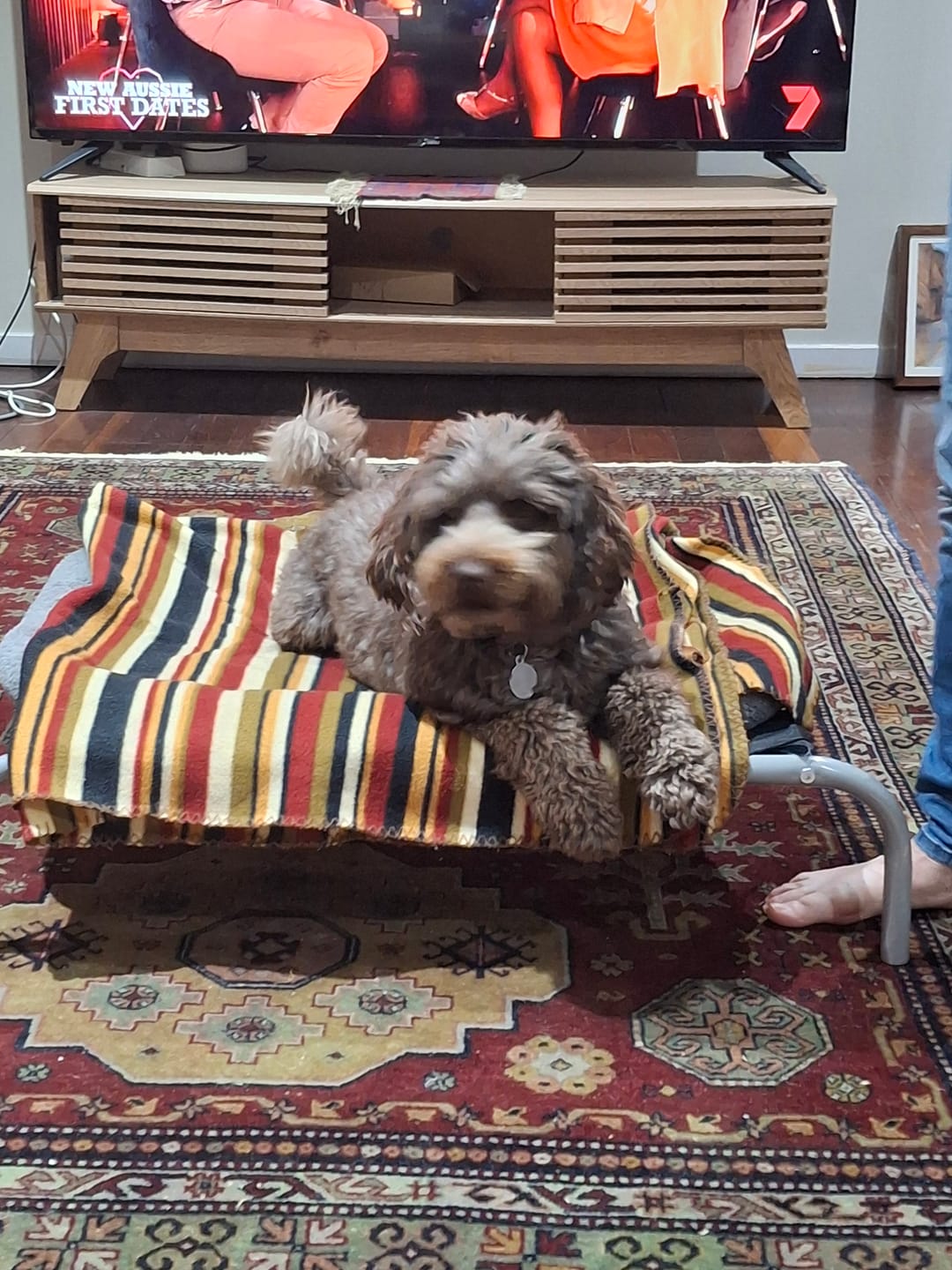 Customer photo review of Outdoor Dog Bed - Pet Trampoline