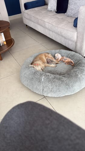 El perrito de un cliente duerme profundamente en la Cama Antiestrés gris y afelpada.