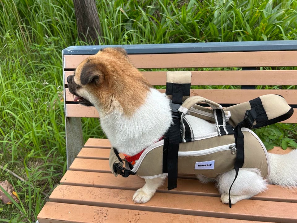 Customer photo review of Small Dog Backpack Carrier – Four-Leg-Out Design with Horizontal Spine Support