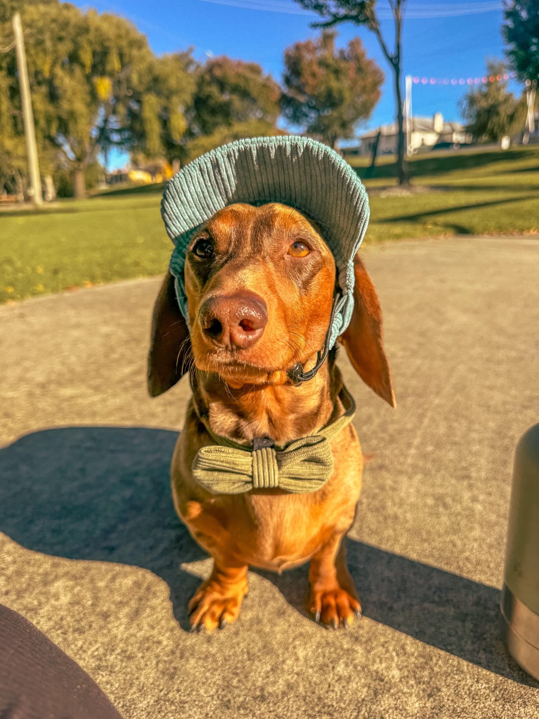 Customer photo review of Corduroy Dog Collar