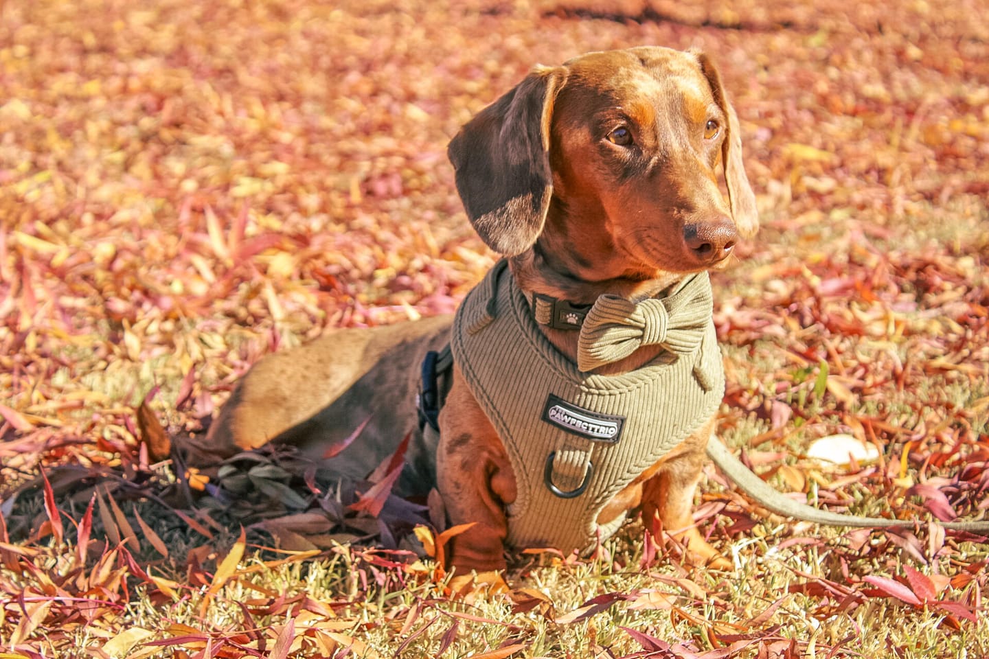 Customer photo review of Corduroy Dog Harness
