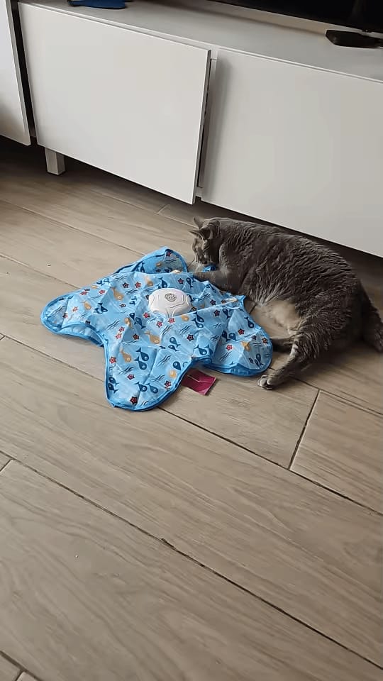 Customer photo review of PEEKY TAIL 2.0