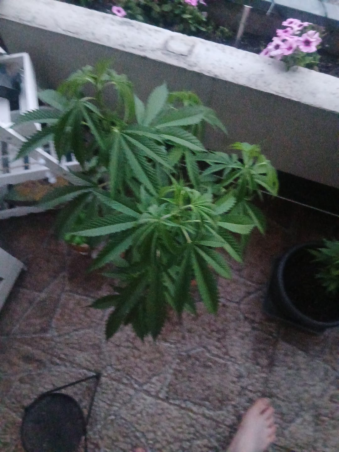 Customer photo review of Hanfstecklinge | Picasso Moon