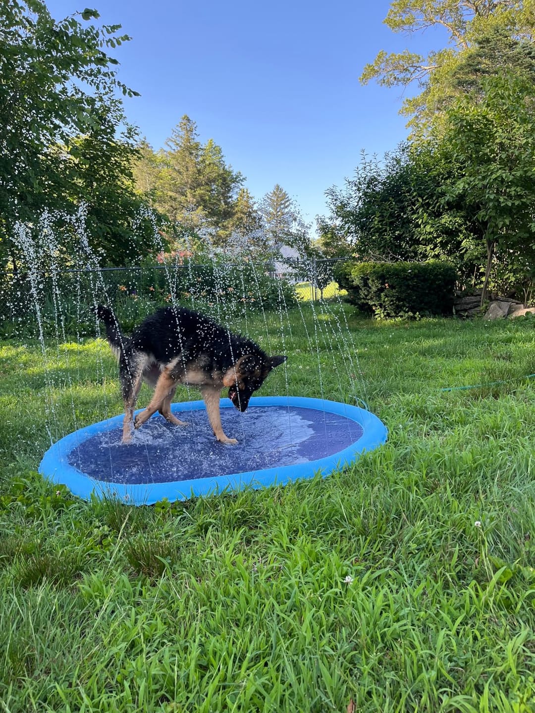 Customer photo review of AquaPlay Cooling Mat – Rafraîchissez votre chien et transformez son été