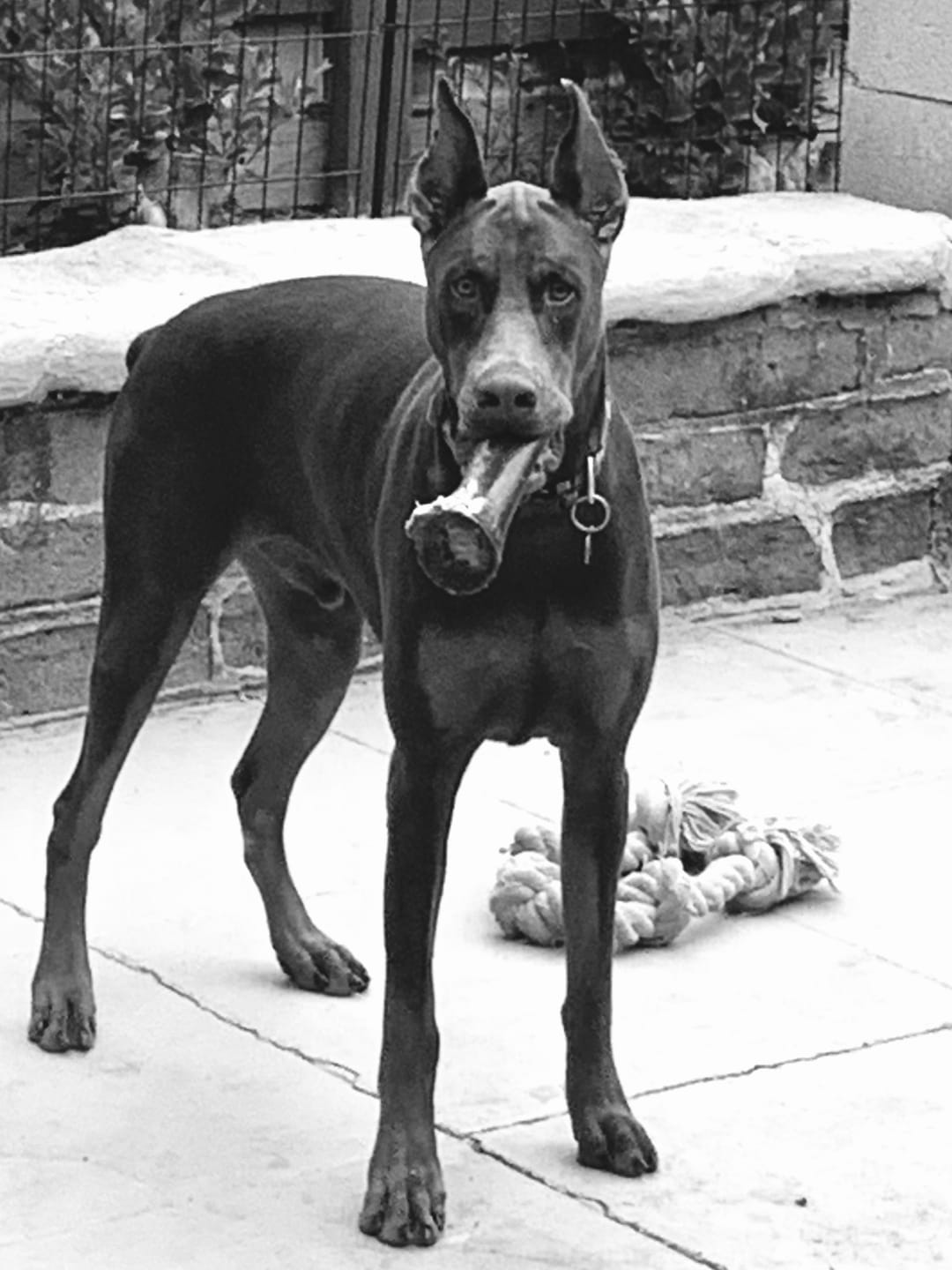 Customer photo review of Wholly Pup Gift Card