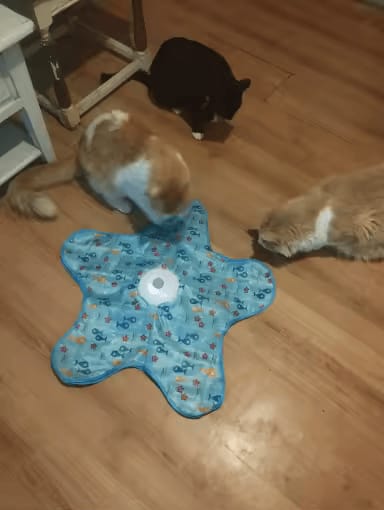 Customer photo review of PEEKY TAIL 2.0