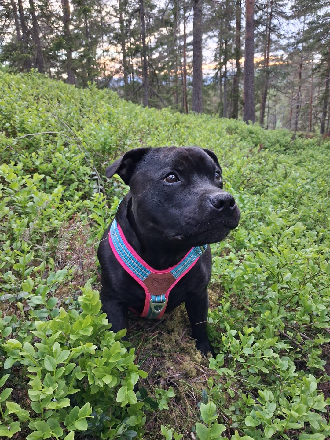 Customer photo review of Staffordshire Bull Terrier 1935® Harness & Leash Set - Harley's Miami Edition - Aqua & Neon Pink