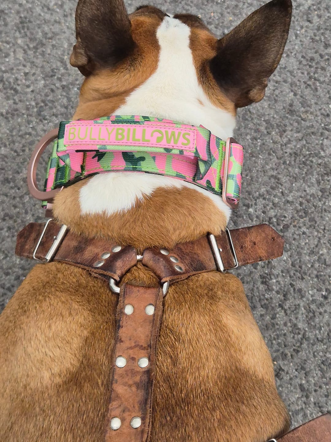 Customer photo review of 5cm Lighter Combat® Collar | With Handle & Secure Clip - Pink Camouflage