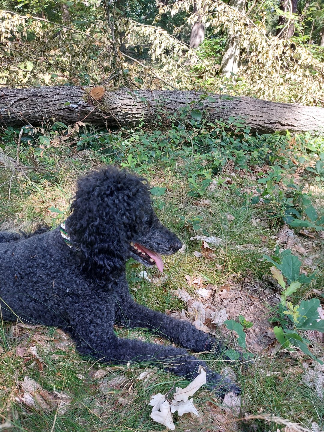 Customer photo review of Hundehalsband GRÖßE L Perlen Maasai Kollektion