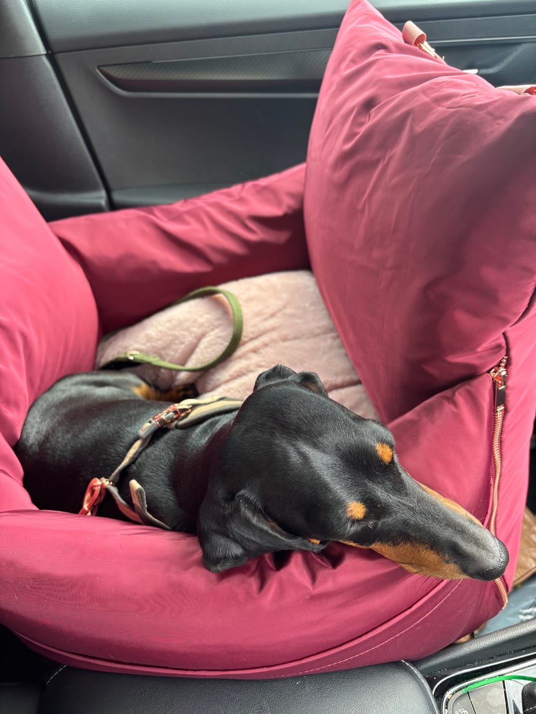 Customer photo review of Travel Dog Pod - Rosewood
