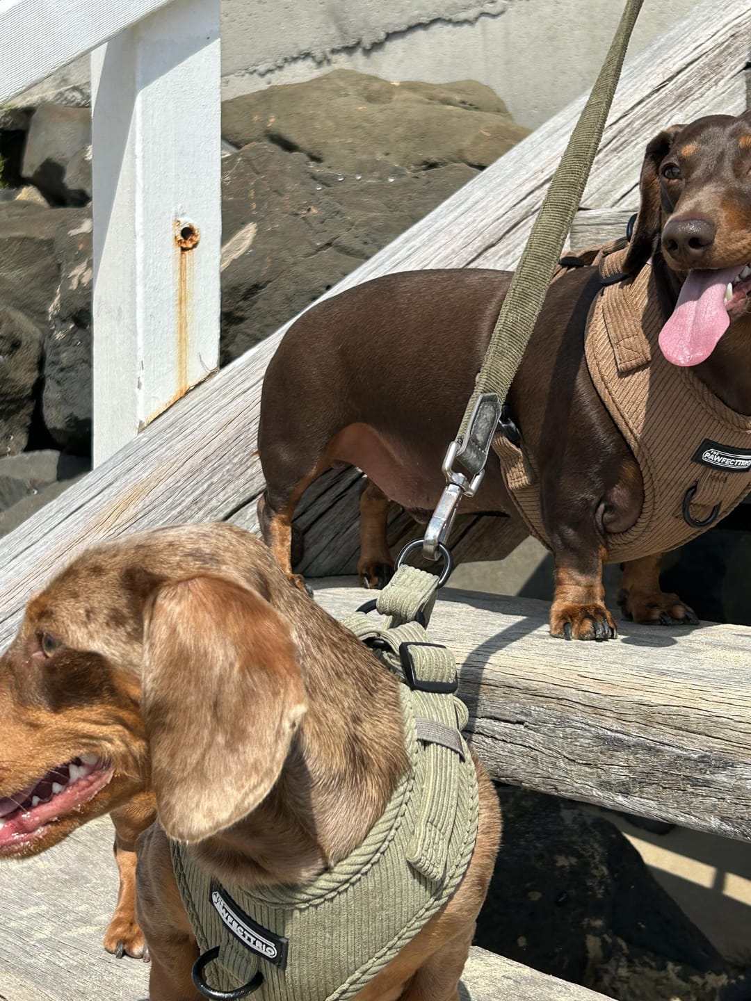 Customer photo review of Corduroy Dog Harness