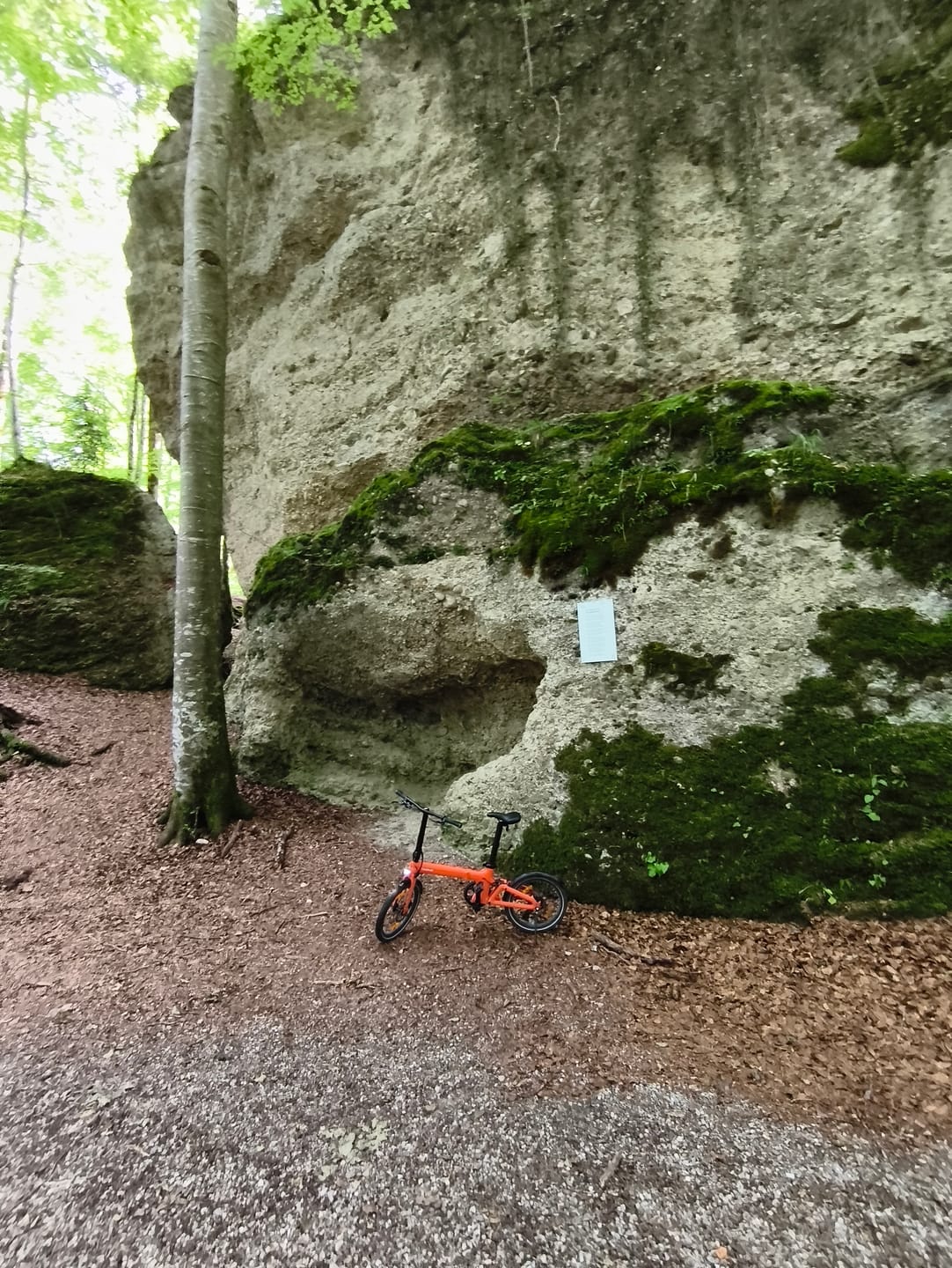 Customer photo review of Tezeus Swift