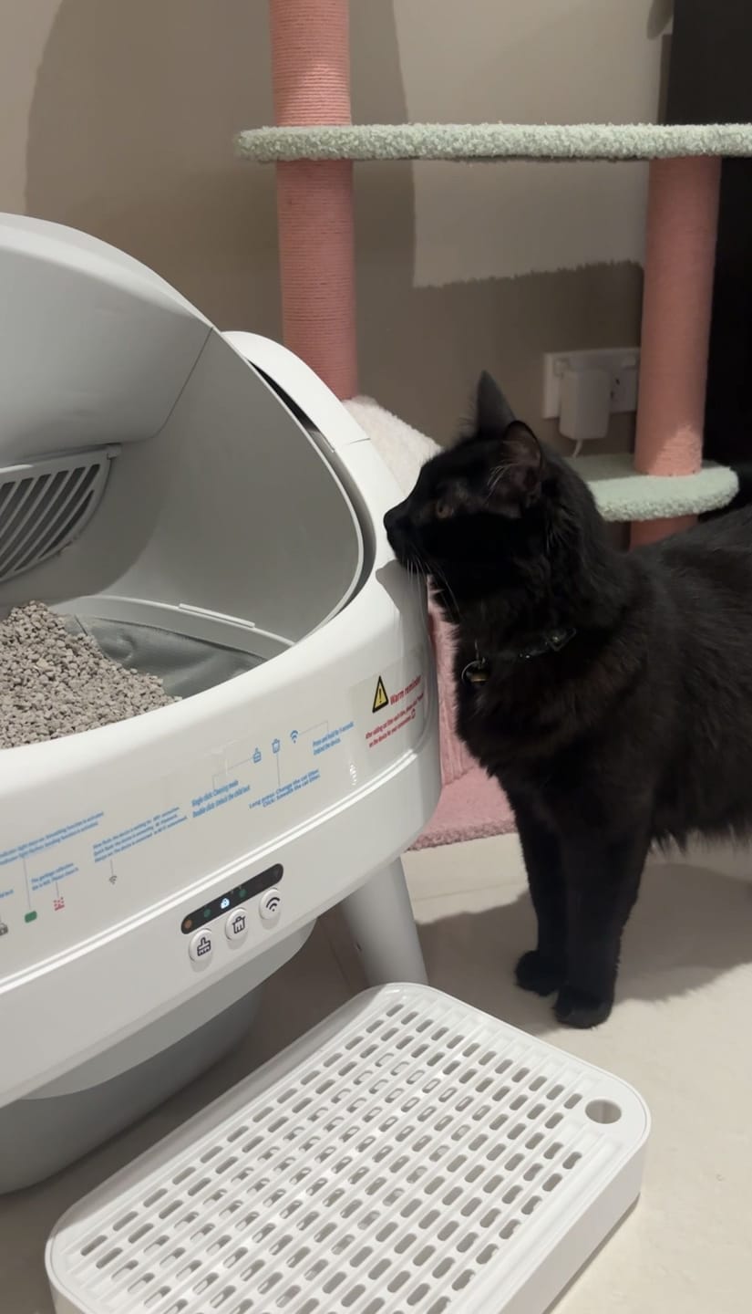 Customer photo review of Petbuds™ Open One App Monitoring Self-Cleaning Litter Box with Open Design