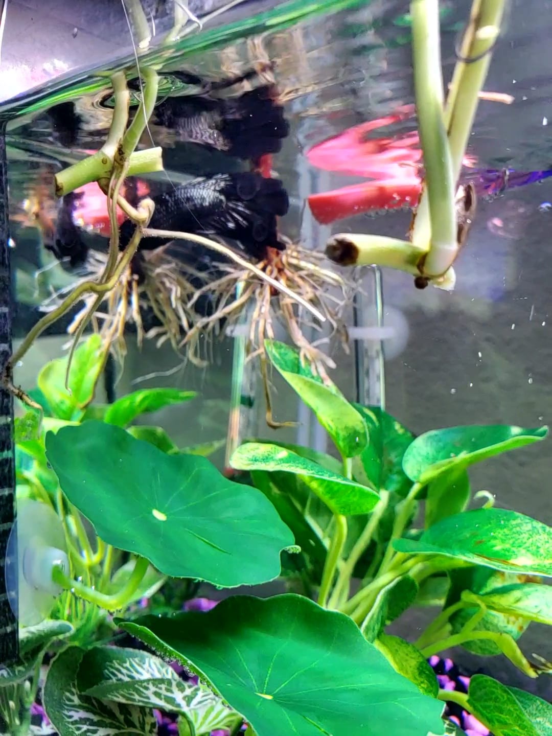 Customer photo review of Black Copper Halfmoon Male Betta Fish