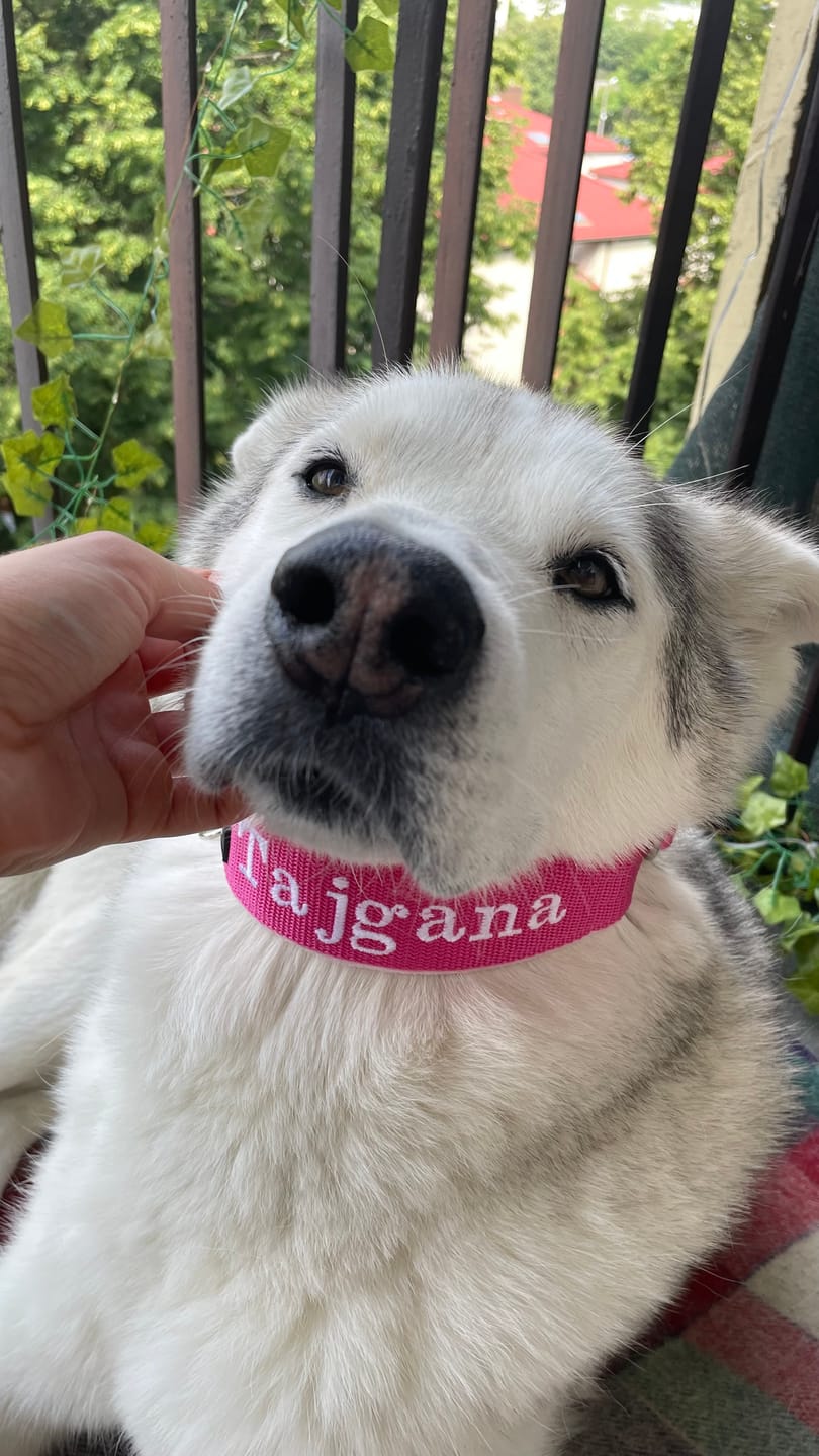 Customer photo review of Półzaciskowa obroża dla psa z imieniem - Personal Martingale